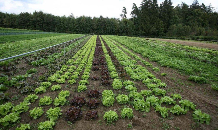 Salades2 Letzebuerger Gemeis