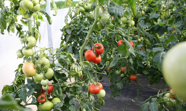 Tomates3 Letzebuerger Gemeis