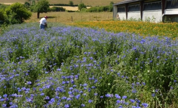 tei-vum-sei-blueten-fleur