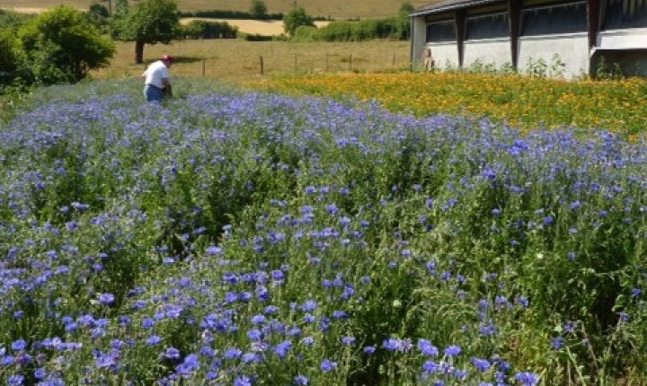 tei-vum-sei-blueten-fleur