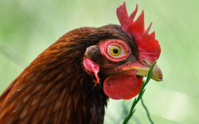 coq